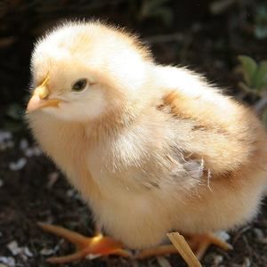 Meet your Posher, Penny